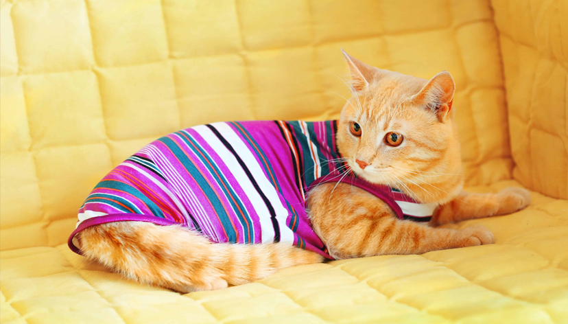 Cat Clothes